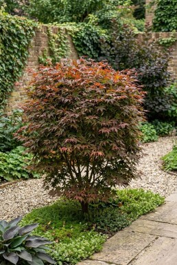Acer palmatum 'Stella Rossa' Strauch