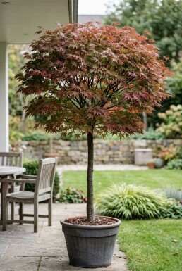 Acer palmatum 'Stella Rossa' Stamm