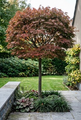 Acer palmatum 'Stella Rossa' Stamm