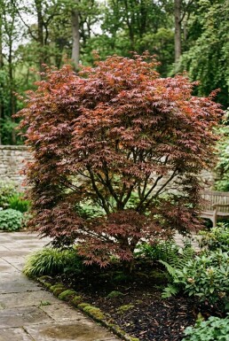 Acer palmatum 'Sumi-nagashi' Strauch