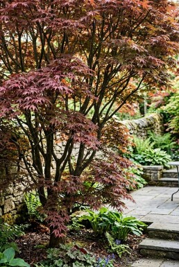 Acer palmatum 'Sumi-nagashi' Strauch