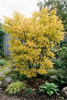 Acer palmatum 'Summer Gold' Strauch