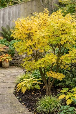 Acer palmatum 'Summer Gold' Strauch