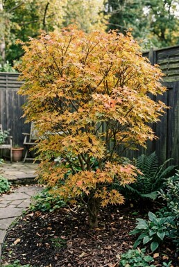 Acer palmatum 'Summer Sunset' Strauch