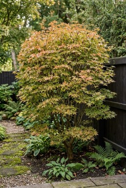 Acer palmatum 'Summer Sunset' Strauch