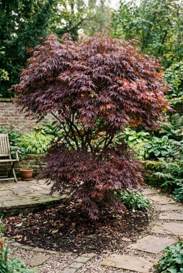 Acer palmatum 'Tamukeyama' Strauch