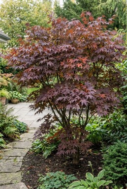 Acer palmatum 'Tamukeyama' Strauch