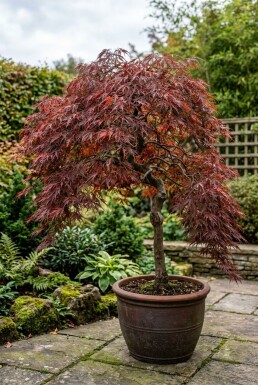 Acer palmatum 'Tamukeyama' Stämmchen