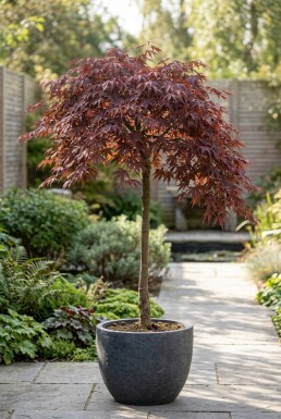 Acer palmatum 'Tamukeyama' Stämmchen