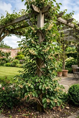 Actinidia arguta 'Ananasnaya' Stab