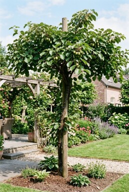 Actinidia arguta 'Fresh Jumbo' gestäbt