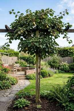 Actinidia arguta 'Fresh Jumbo' gestäbt