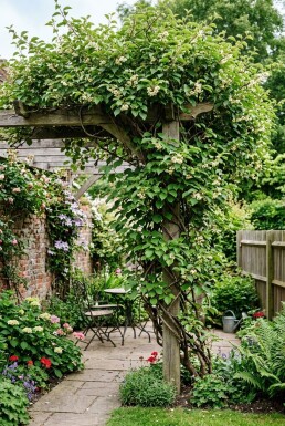 Actinidia arguta 'Issai'