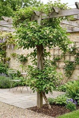 Actinidia arguta 'Issai' Stab