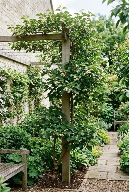 Actinidia arguta 'Issai' Stab