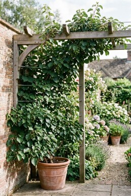 Actinidia arguta 'Issai' Tragebügel