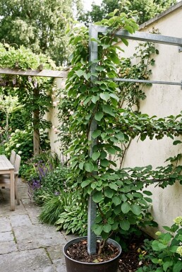 Actinidia arguta 'Issai' Tragebügel