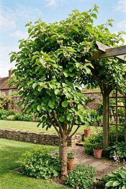 Actinidia arguta 'Jumbo' Stab