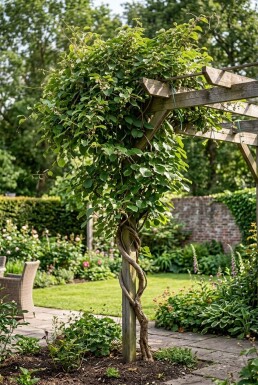 Actinidia arguta 'Weiki' am Stab