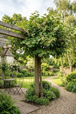Actinidia chinensis 'Atlas' Stab