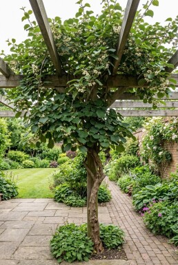 Actinidia chinensis 'Atlas' Stab