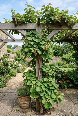 Actinidia chinensis 'Golden Kiwi' Stämmchen