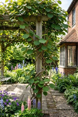 Actinidia chinensis 'Golden Kiwi' Stämmchen
