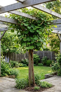 Actinidia chinensis 'Hayward' Gestäbt
