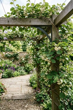 Actinidia chinensis 'Huwelijk' Tragebügel