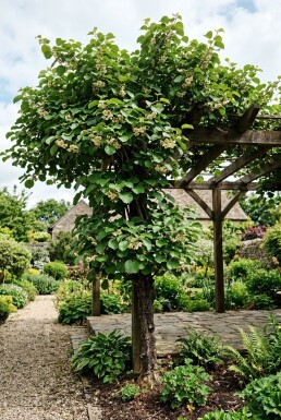 Actinidia chinensis 'Jenny' am Stab