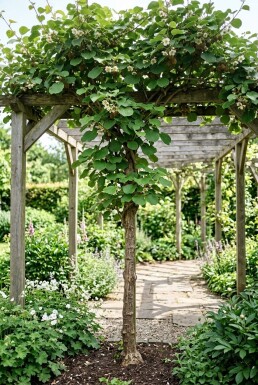 Actinidia chinensis 'Jenny' am Stab