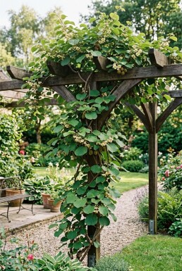 Actinidia chinensis 'Jenny' Rankbügel