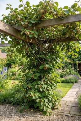 Actinidia chinensis 'Jenny' Rankbügel