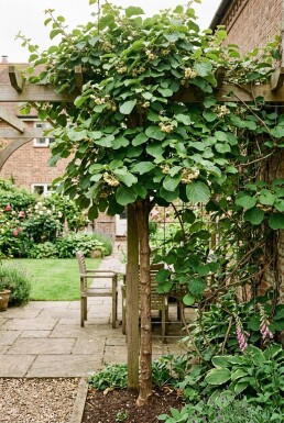 Actinidia deliciosa 'Boskoop' Stab