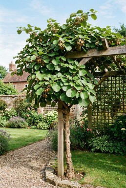 Actinidia deliciosa 'Hayward' Stab