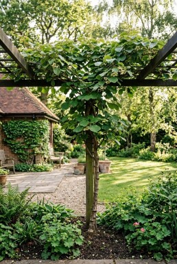 Actinidia deliciosa 'Jenny' Stab
