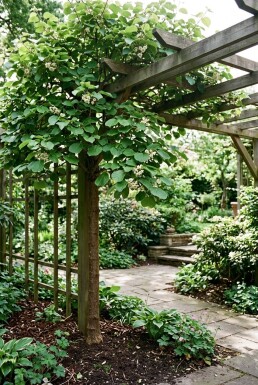 Actinidia deliciosa 'Minki Male'® Stab