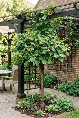 Actinidia deliciosa 'Solo' am Stab