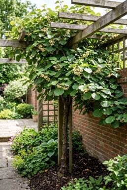 Actinidia deliciosa 'Solo' am Stab