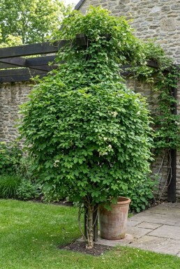 Akebia quinata 'Cream Form' Stab