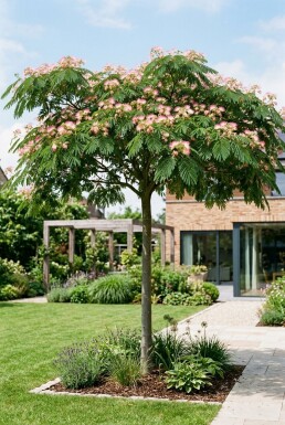 Albizia julibrissin 'Ombrella' auf Stamm