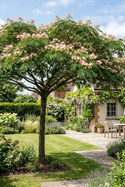 Albizia julibrissin 'Ombrella' auf Stamm
