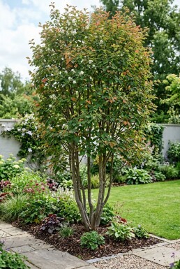 Amelanchier canadensis 'Rainbow Pillar' Mehrstämmig