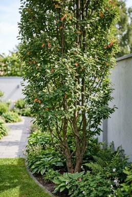 Amelanchier canadensis 'Rainbow Pillar' Mehrstämmig