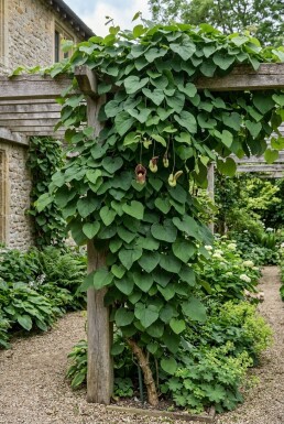 Aristolochia macrophylla Stab
