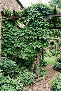 Aristolochia macrophylla Stab