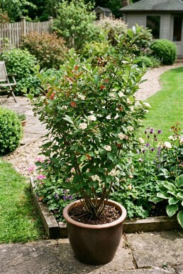 Aronia melanocarpa Strauch C5