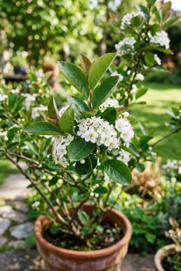 Aronia melanocarpa Strauch C5