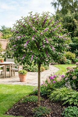 Callicarpa bodinieri 'Profusion' Halbstamm