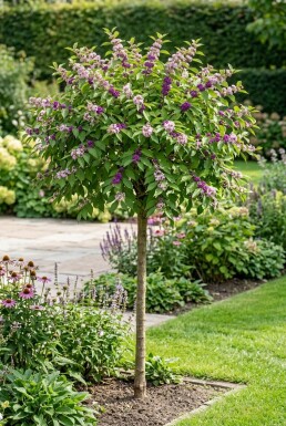 Callicarpa bodinieri 'Profusion' Halbstamm